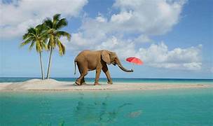 Elephant Beach Tour